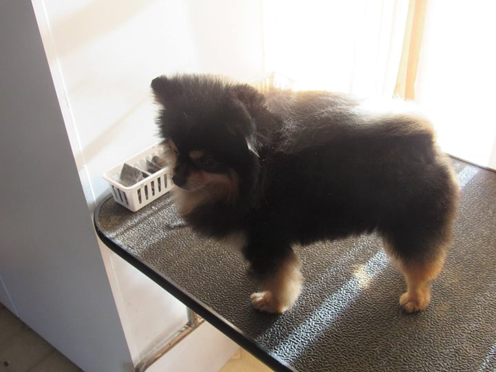 Whitecliff's Pomeranians