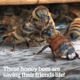 Honey bees saving their mate