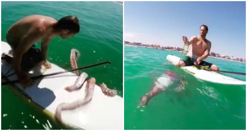 Rare Giant Squid Attempts To Ride Guy's Surfboard In Viral Video