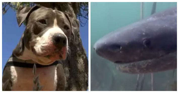 Pit Bull Fights Off Shark To Save Beloved Owner