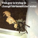Changing tarantulas' water