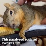 This paralysed squirrel loves its life!